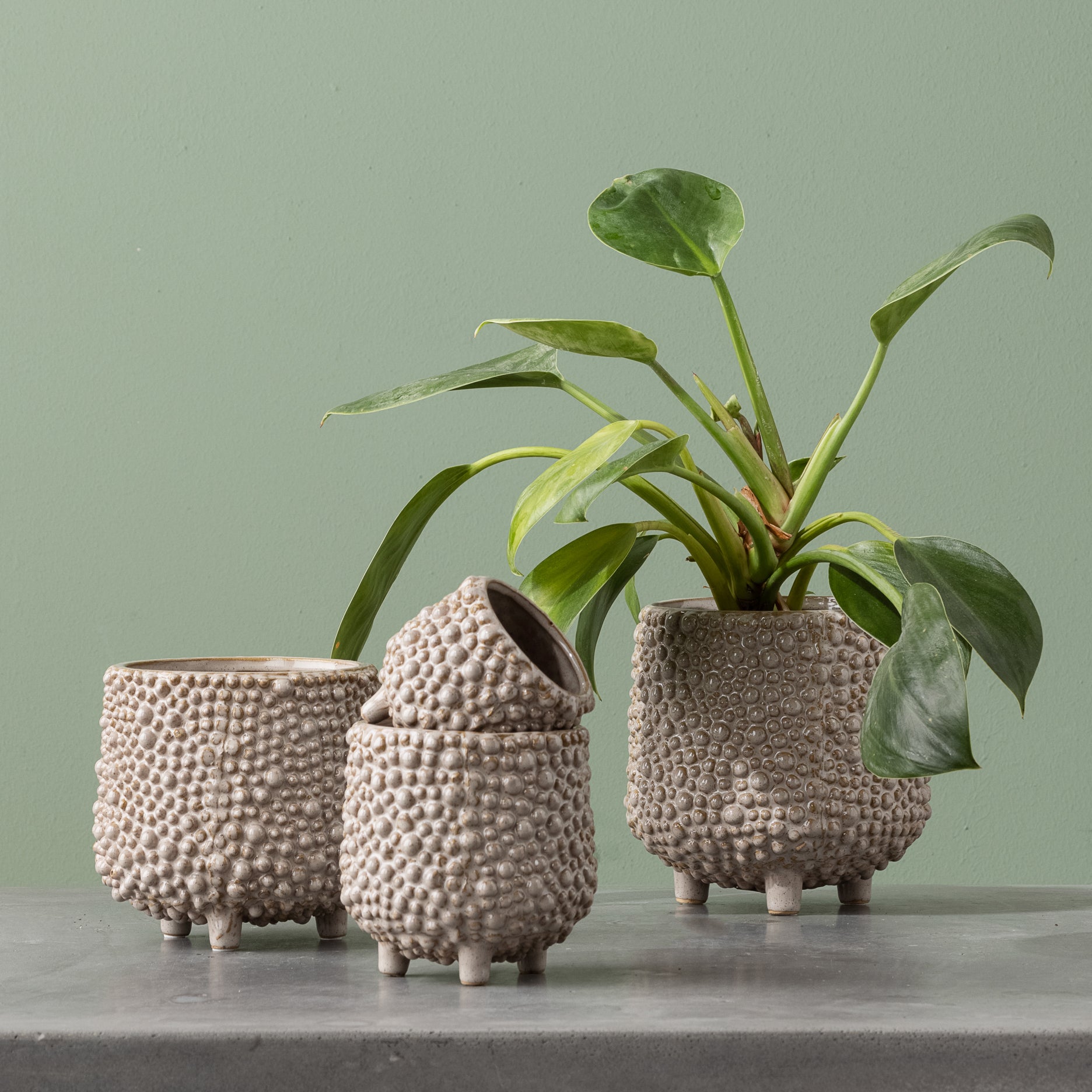 Dots Steingut-Blumentopf